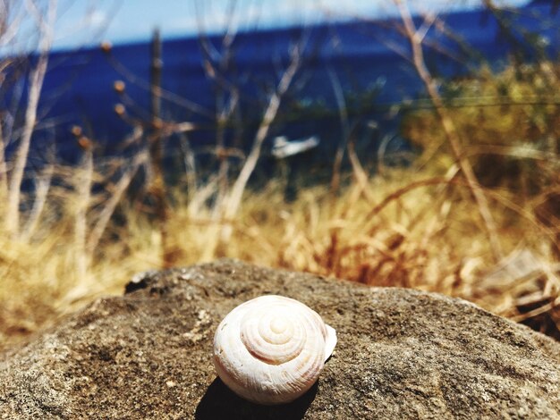 Close-up of snail on landscape