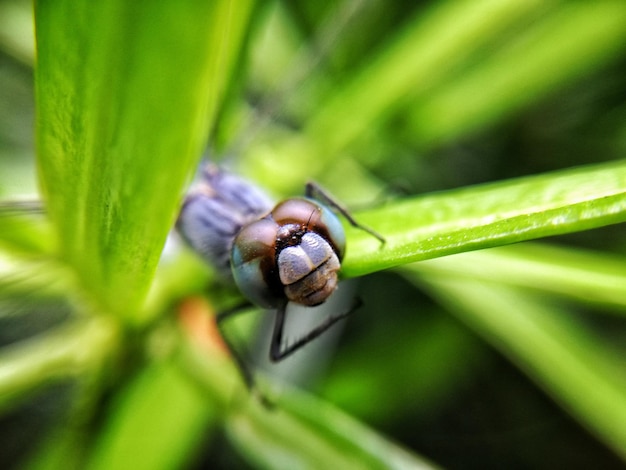 Close-up of snail on leaf