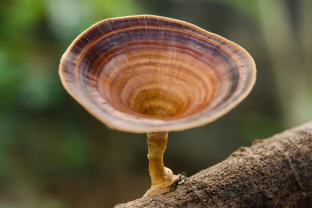 Foto prossimo piano di una lumaca sulla foglia