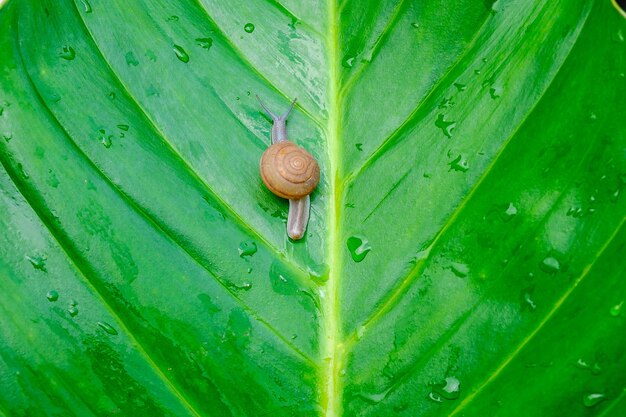 Foto prossimo piano di una lumaca sulla foglia