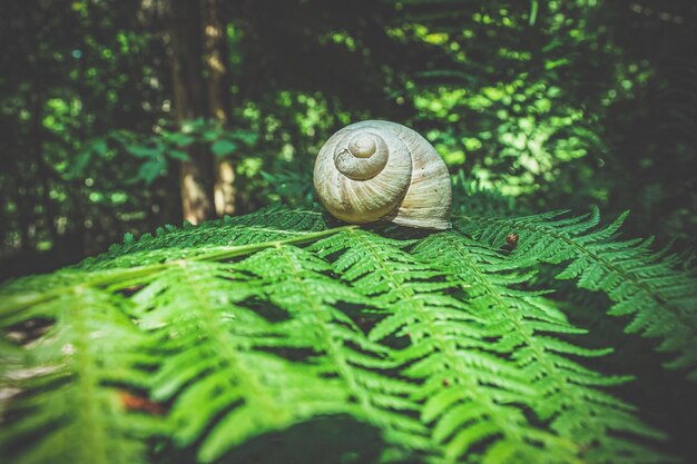 Photo close-up of snail on leaf