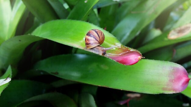 Close-up of snail on leaf