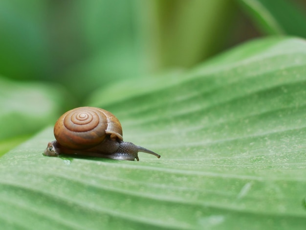 Foto prossimo piano di una lumaca sulla foglia