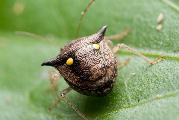 Photo close-up of snail on leaf