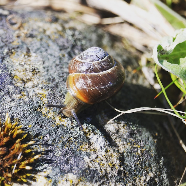 Photo close-up of snail on leaf