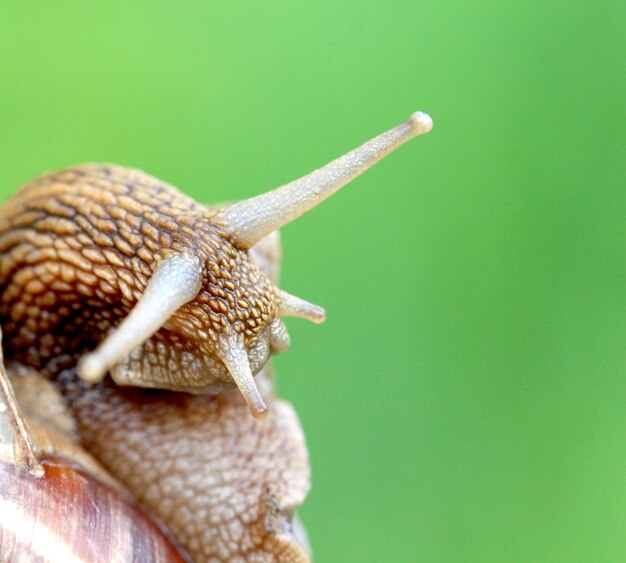 Close-up of snail on leaf