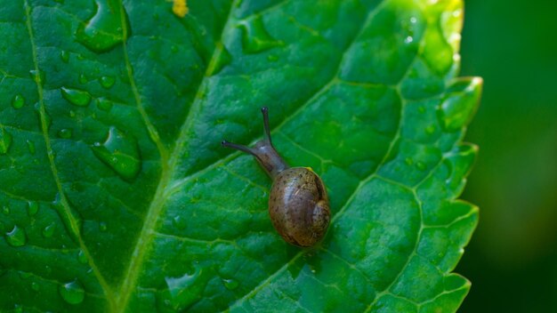 Photo close-up of snail on leaf