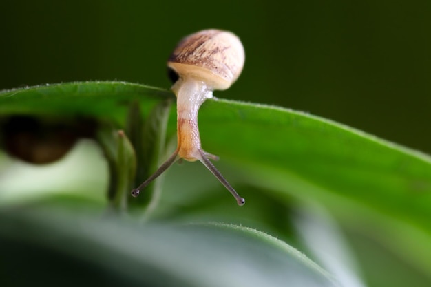 Photo close-up of snail on leaf