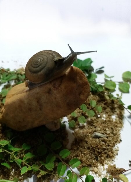 Photo close-up of snail on leaf