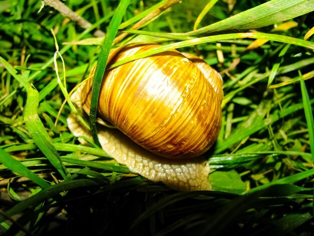 Close-up of snail on leaf