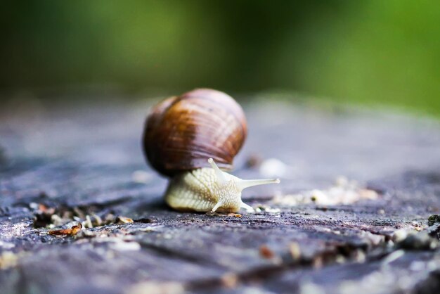 Close-up of snail on leaf