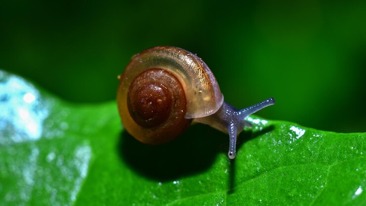Photo 葉の上にあるカタツムリのクローズアップ