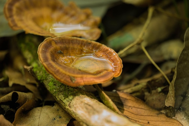 Foto prossimo piano di una lumaca sulla foglia