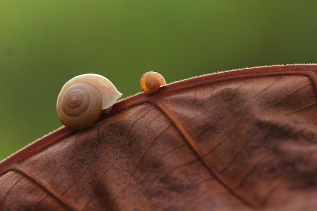 Foto prossimo piano di una lumaca sulla foglia