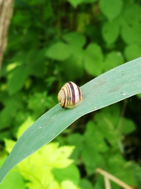 Close-up of snail on leaf