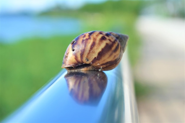 葉の上のカタツムリのクローズアップ