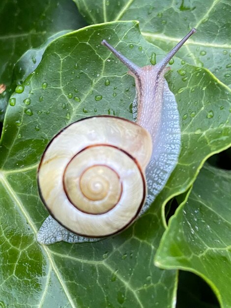 Close-up of snail on leaves