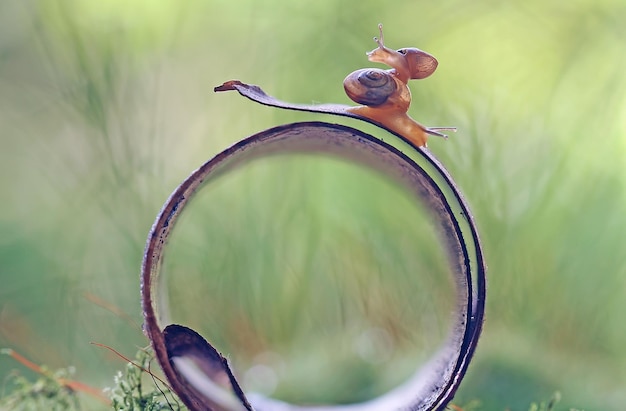 Photo close-up of snail on metal