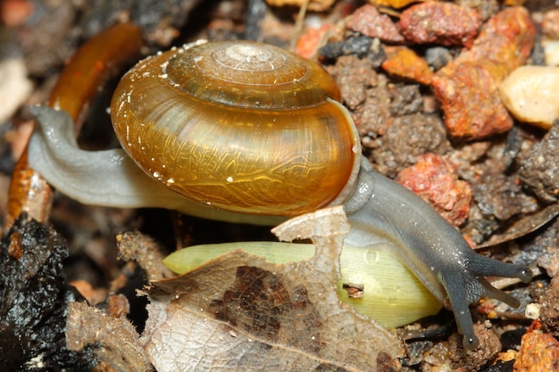 Close up snail on the old wood