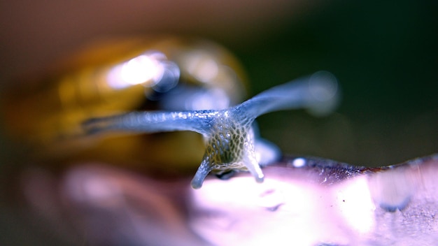 Photo close-up of snail outdoors