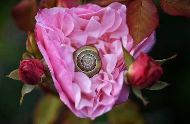 Foto close-up di una lumaca su un fiore rosa in un'atmosfera zen