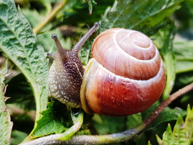 Photo close-up of snail on plant