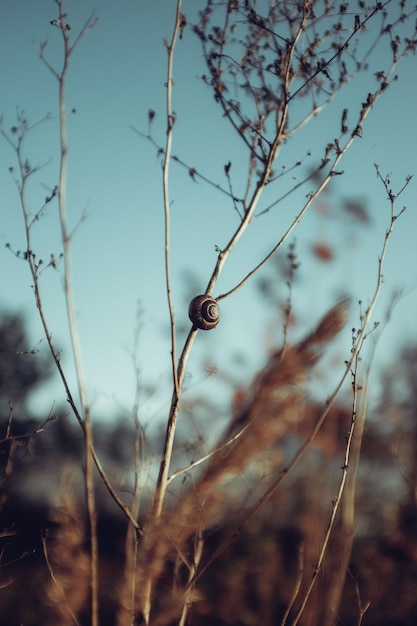 Close-up of snail on plant