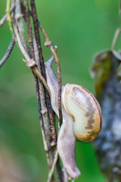 Close-up of snail on plant