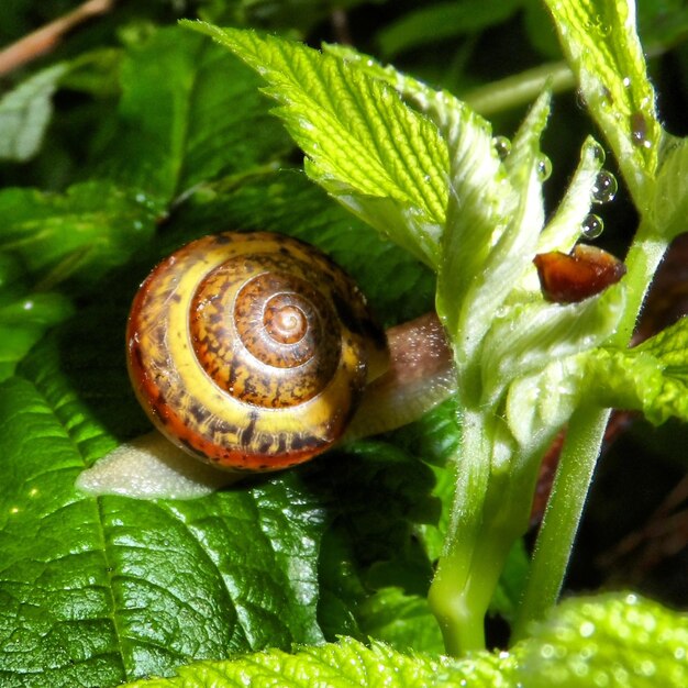 Foto prossimo piano di lumache sulla pianta