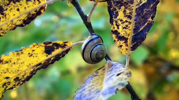 Close-up of snail on plant