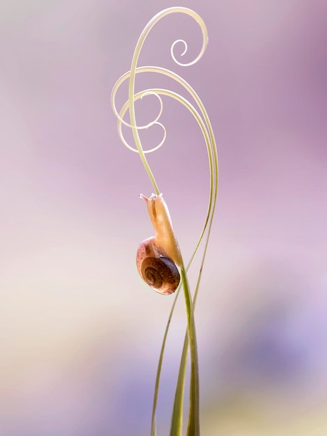 Foto prossimo piano di una lumaca sulla pianta