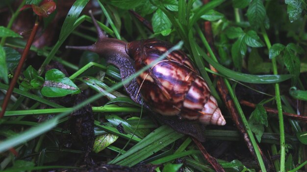 Close-up of snail on plant