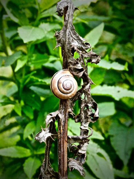 Photo close-up of snail on plant