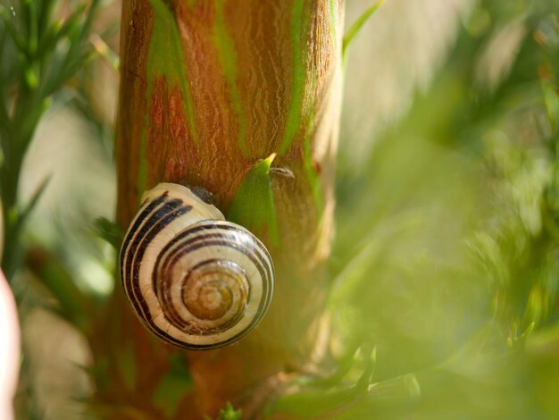 Photo close-up of snail on plant