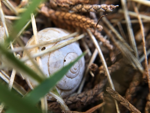 Foto prossimo piano di lumache sulla pianta