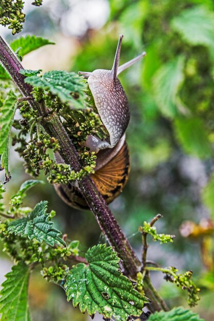 Foto prossimo piano di lumache sulla pianta