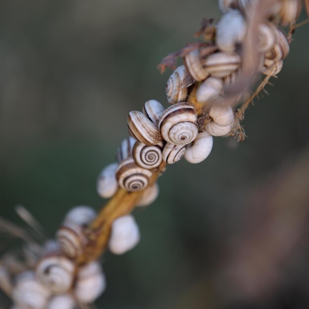 Foto prossimo piano di lumache sulla pianta