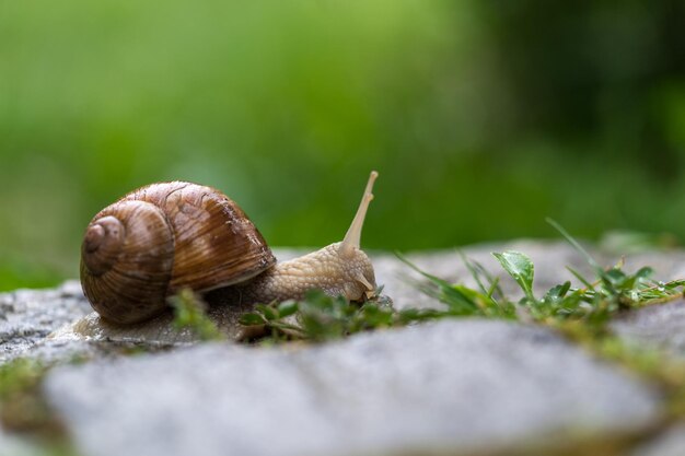 Close-up of snail on plant