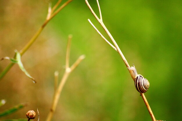 Close-up of snail on plant