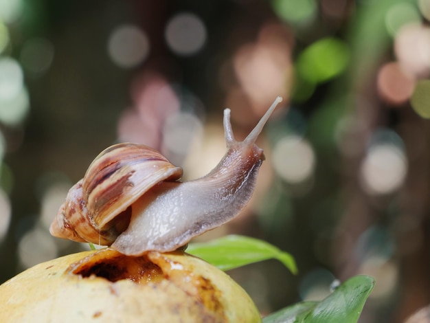 植物上のカタツムリのクローズアップ