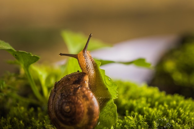 Close-up of snail on plant