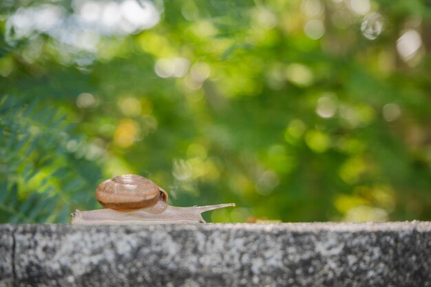 Close-up of snail on retaining wall