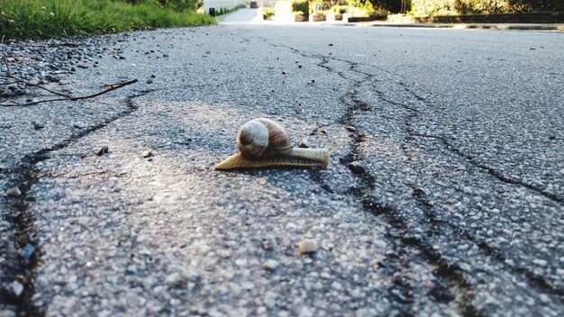 Foto prossimo piano di una lumaca sulla strada