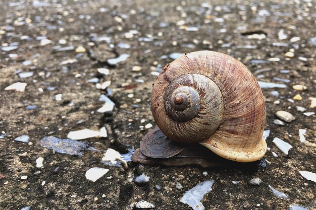 岩の上にあるカタツムリのクローズアップ