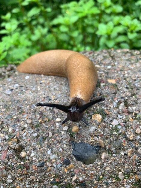 岩の上にあるカタツムリのクローズアップ