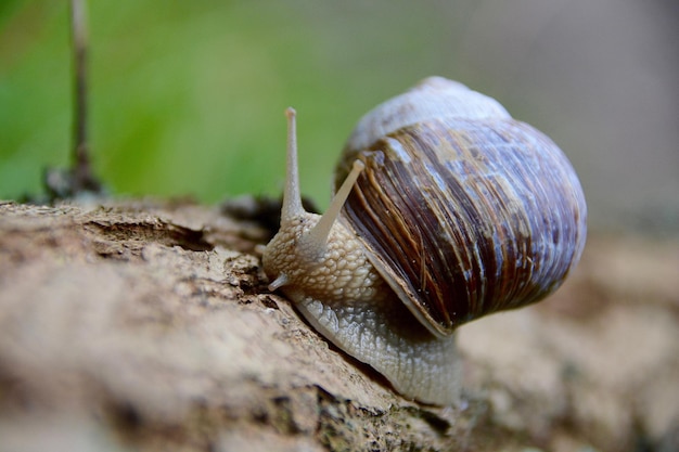 Close-up of snail on rock