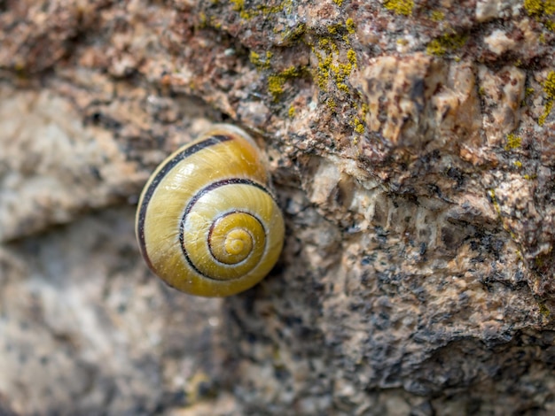 Photo close-up of snail on rock
