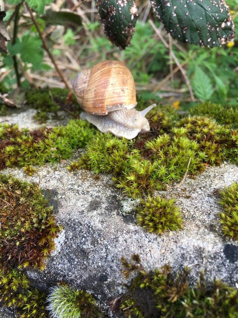 Foto prossimo piano di una lumaca sulla roccia