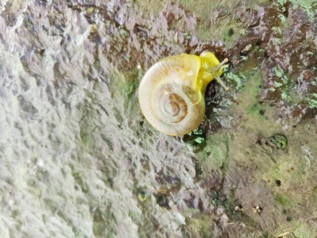 Photo close-up of snail on rock