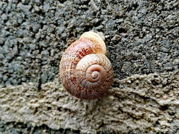 砂上のカタツムリのクローズアップ